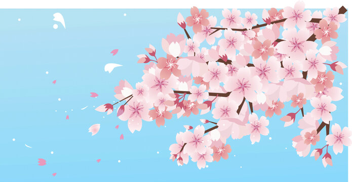 開(kāi)滿(mǎn)櫻花的櫻樹(shù)