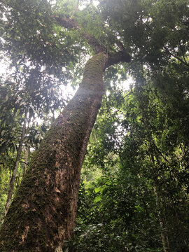 西双版纳原始森林