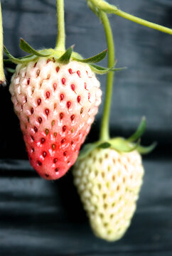 草莓生长