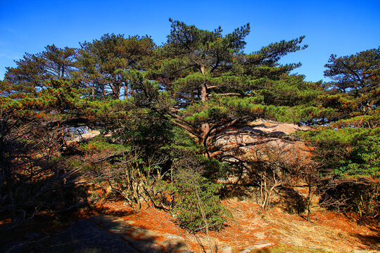 黄山松