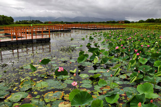 荷花池栈道