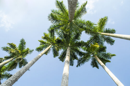 热带植物大王椰子树