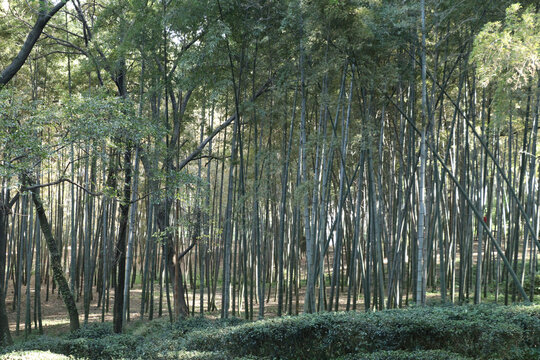 苏州虎丘山风景区