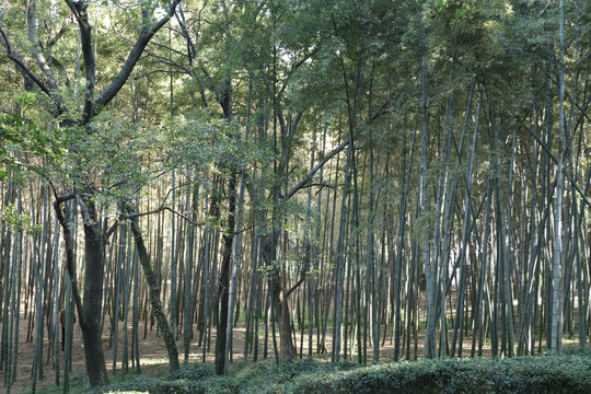 苏州虎丘山风景区