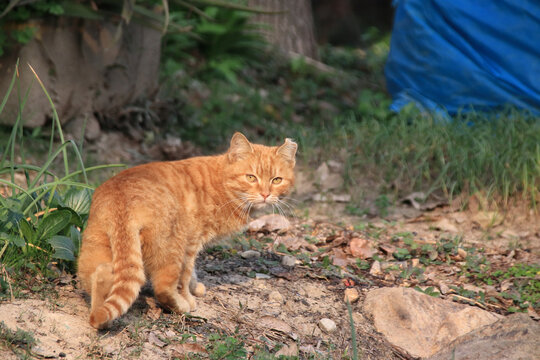 流浪橘猫