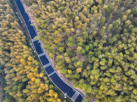 森林与公路