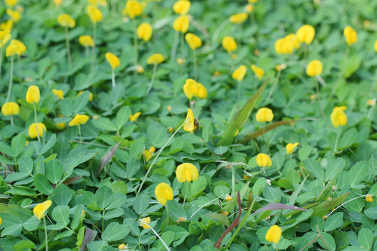 田间盛开的黄花蔓花生