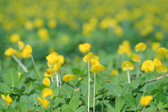 田间盛开的黄花蔓花生