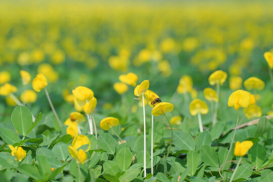 田间盛开的黄花蔓花生