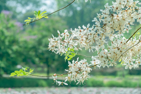 盛开的节荚决明花