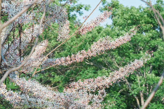 盛开的节荚决明花