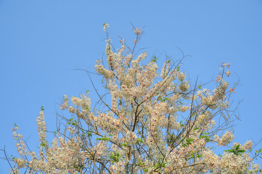 盛开的节荚决明花