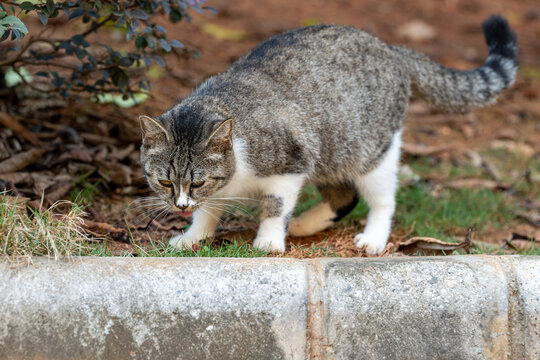 猫的特写肖像