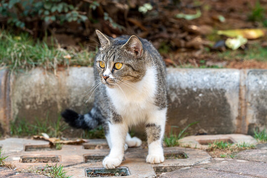 猫的特写肖像