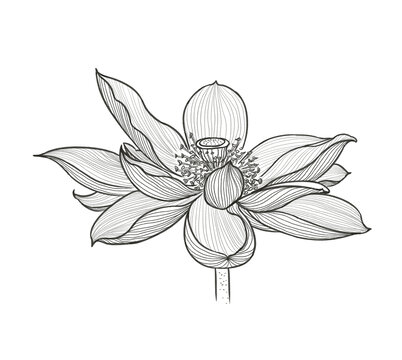 荷花線稿