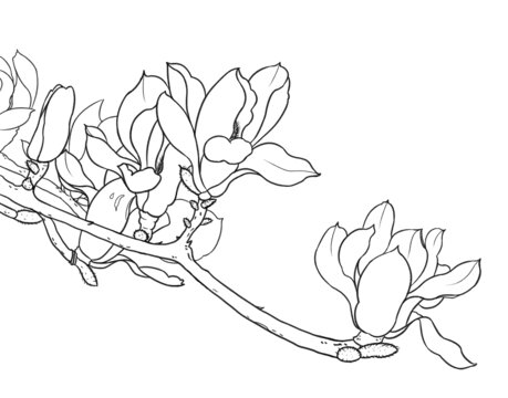 木蘭花線稿