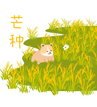 芒種