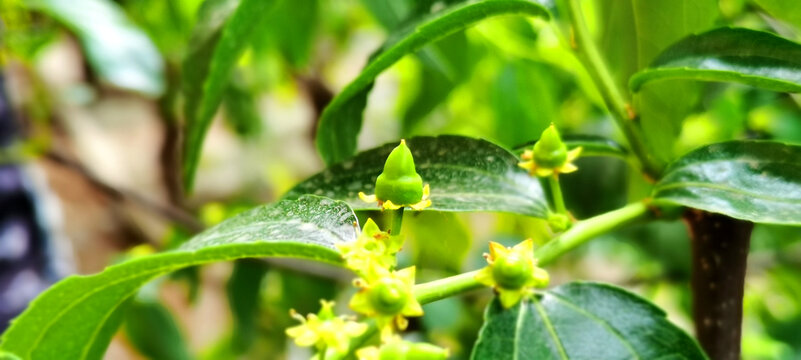 大荔冬枣发芽开花膨大座果幼果