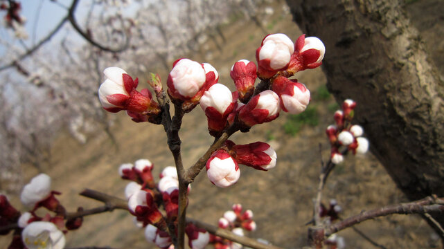 杏发芽开花座果膨大转色成熟