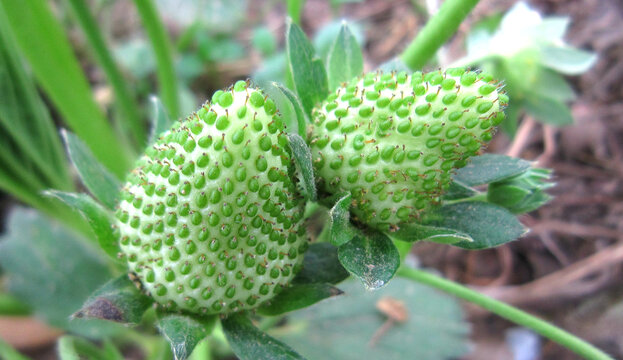 草莓开花膨大幼果