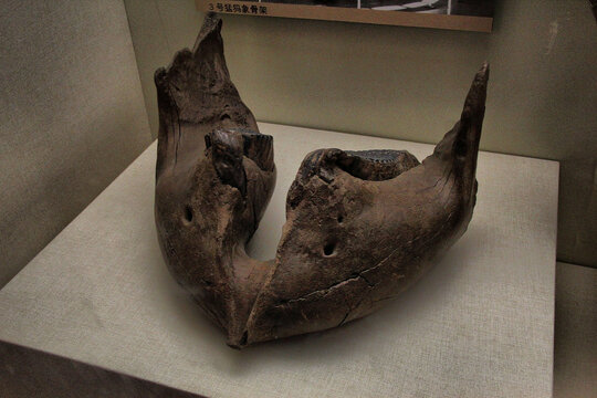 猛犸象下颌骨化石