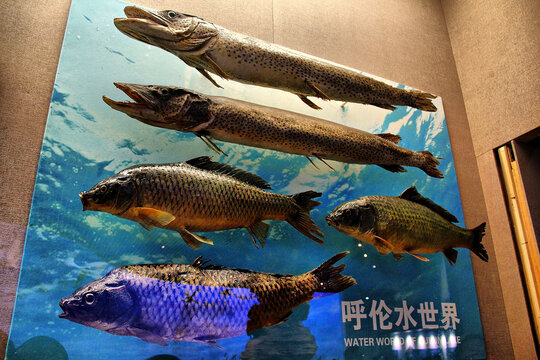 呼伦湖水中鱼类标本