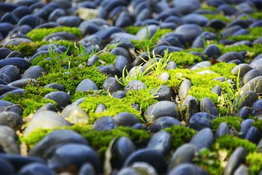 鹅卵石与苔藓