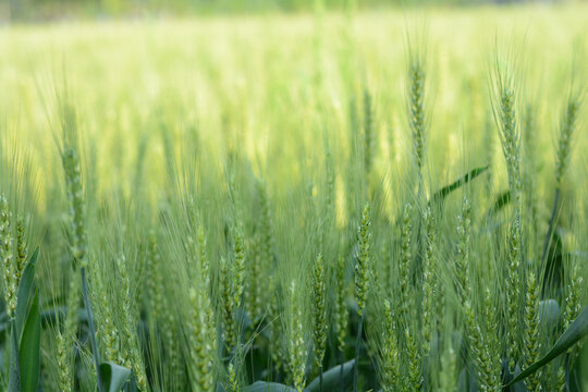 阳光麦田