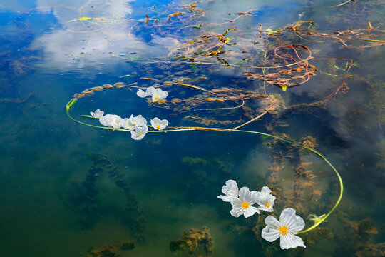 泸沽湖水性杨花