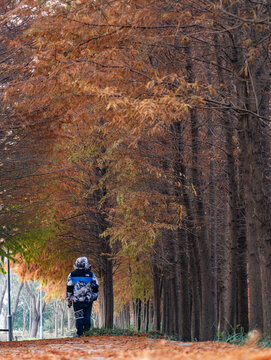 虎丘湿地公园红杉树