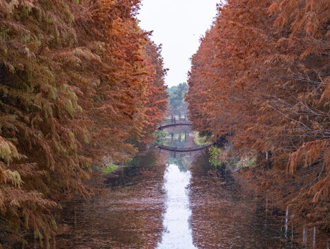 虎丘湿地公园水杉