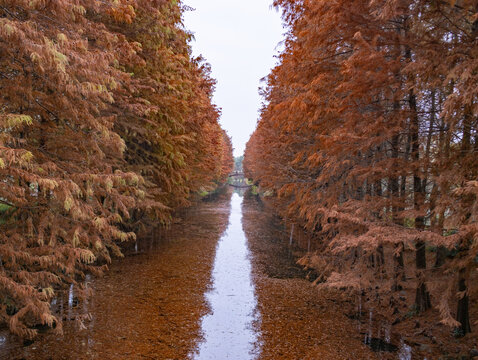 虎丘湿地公园水杉