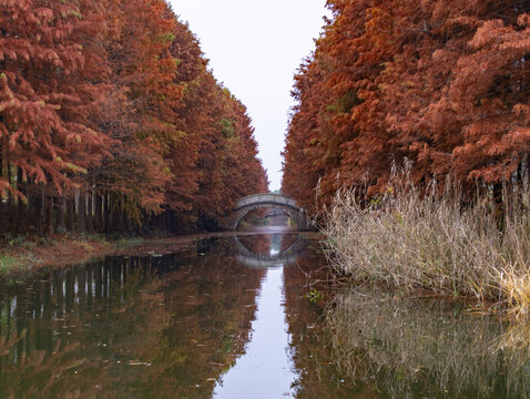 虎丘湿地公园水杉