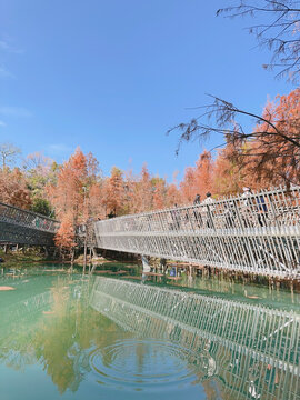 福道和水杉