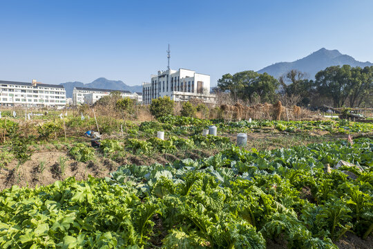 蔬菜园地种植区