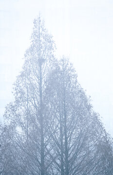 早晨的大雾和树