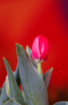 新春花市上的红色喜庆花卉郁金香