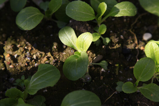 绿色青菜种植