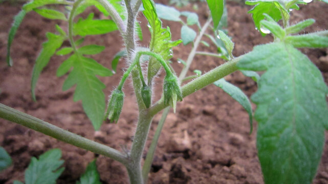 番茄西红柿开花座果幼果膨大转色