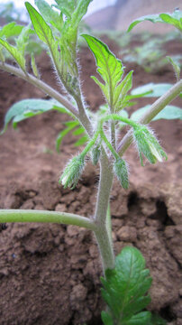 番茄西红柿开花座果幼果膨大转色