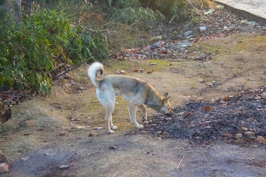 乡村土狗