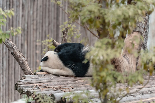 熊猫福茹睡觉