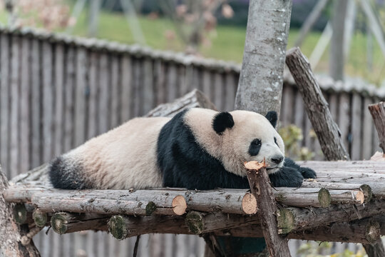 成都熊猫基地金双