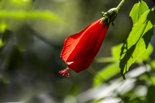 垂花悬铃花