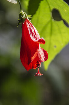 垂花悬铃花