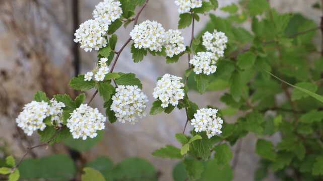 三裂绣线菊