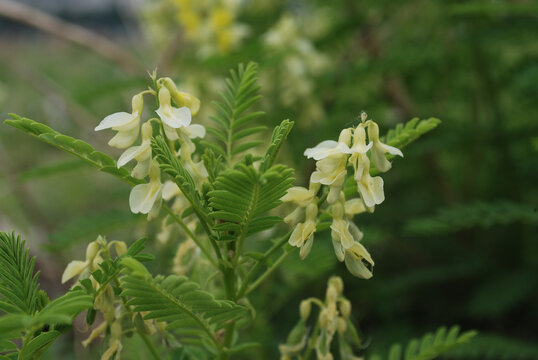 华黄芪