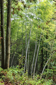 高山竹林