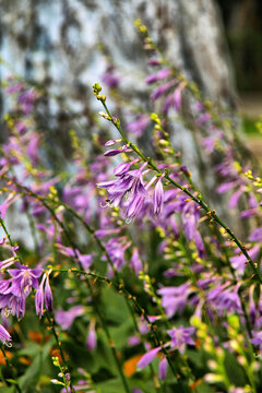 紫萼花开