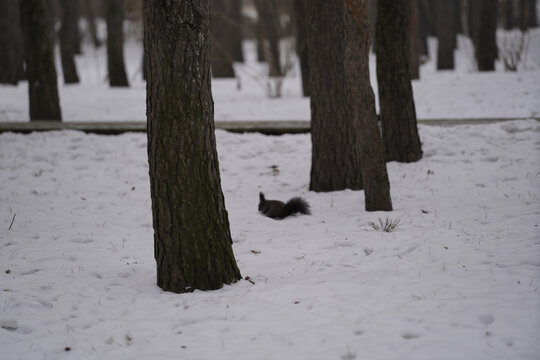 雪地里的小松鼠